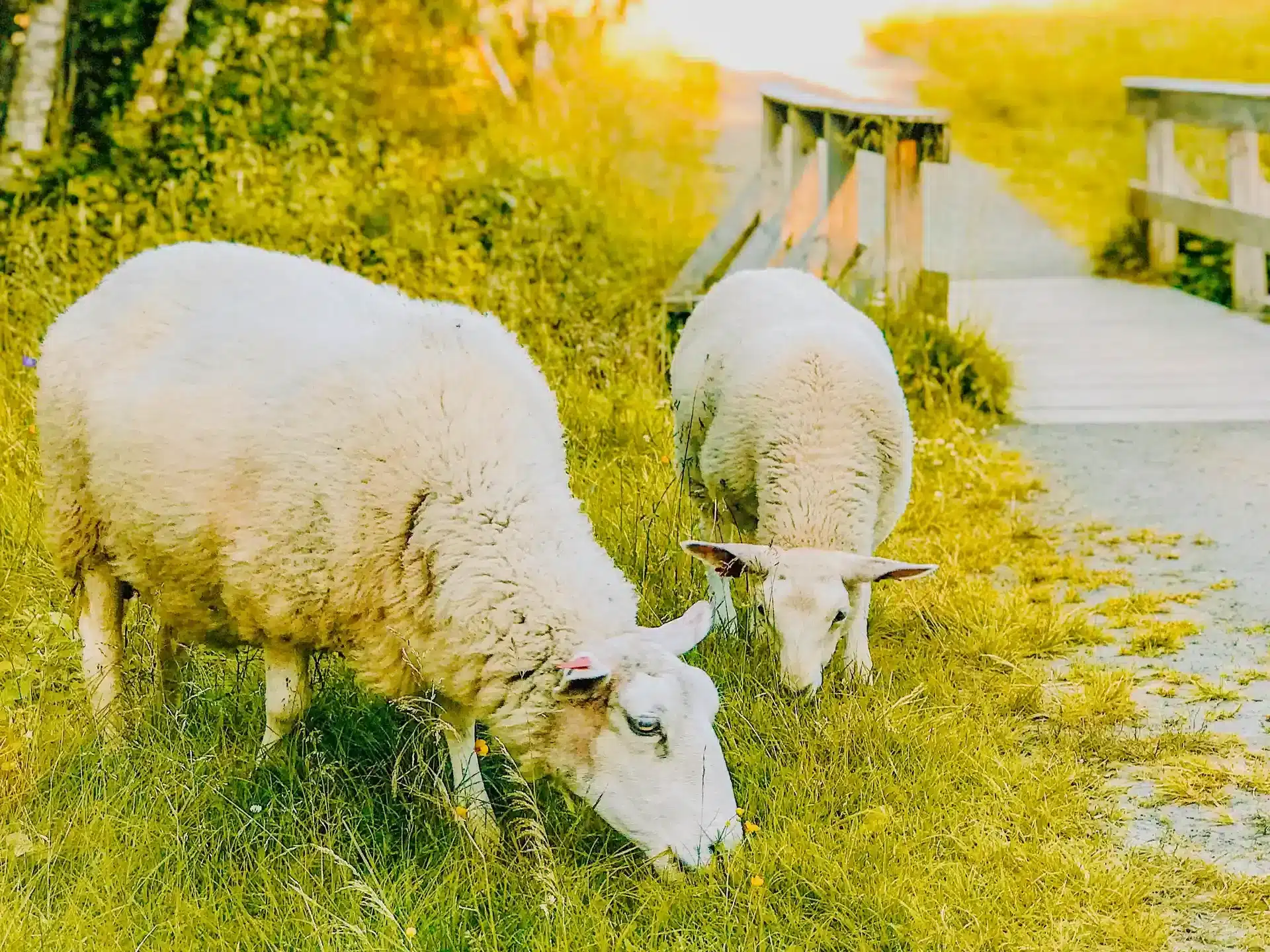 moutons de normandie
